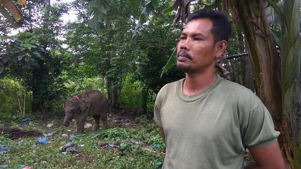 Jamaluddin merawat dan melatih gajah selama 20 tahun.