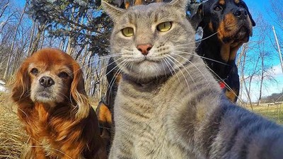 Gaya Selangit Selfie Para Hewan yang Bikin Gemas
