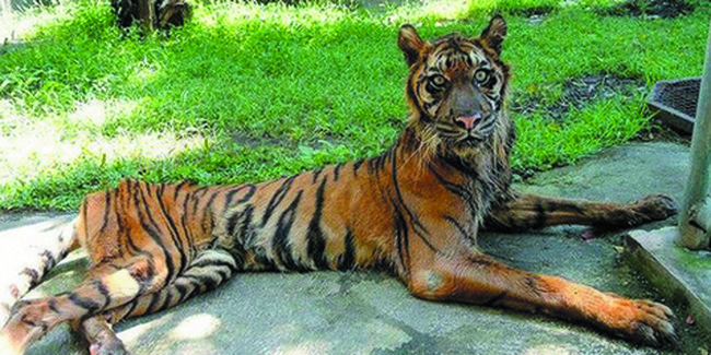 Aneka Kasus Penelantaran Hewan di Kebun Binatang Dunia