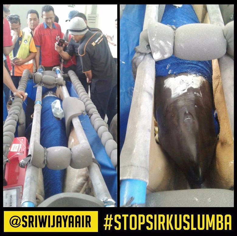 Viral Lumba-lumba Diangkut Pesawat, Ini Penjelasan Sriwijaya Air Viral Lumba-lumba Diangkut Pesawat, Ini Penjelasan Sriwijaya Air