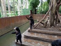 Penampakan Beruang Kurus di Kebun Binatang Bandung