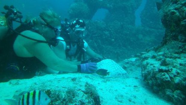 Para penyelam di Neptune Memorial Reef yang bisa melihat siapa-siapa saja yang dimakamkan di sana (Neptune Memorial Reef/Facebook)