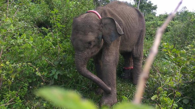 Gajah-gajah ini dilatih untuk mengusir gajah liar.