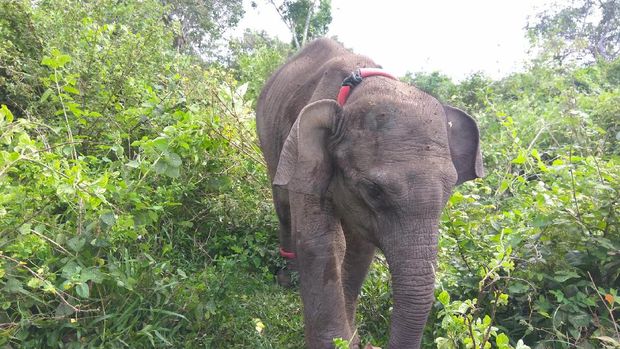Kondisi anak gajah yang mengalami gizi buruk kini berangsur membaik.