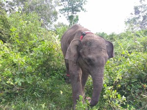 Gajah yang Serang Tukiya hingga Tewas Digiring Keluar Permukiman