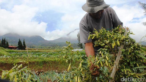 Petani cabai rawit di Cianjur