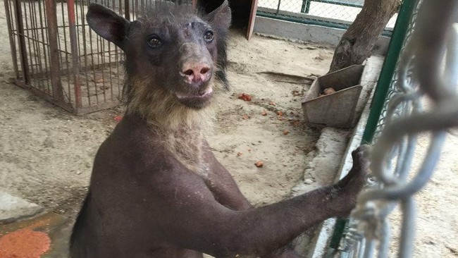 Beruang Sering Jadi Korban Penelantaran di Berbagai Objek Wisata Dunia