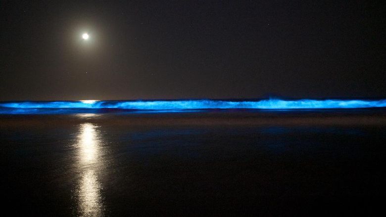 Pantai dan Laut Bercahaya Cahaya di air oleh aktivitas plankton