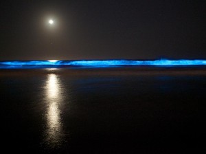 Laut Pantai Selatan Jawa Bercahaya, Itu Cara Fitoplankton Caper