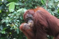 Orangutan yang kekerabatannya dekat dengan manusia (Debora Kusumadewi/d'Traveler)