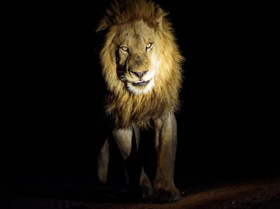 Mencari Singa & 4 Wisata Malam Paling Menantang Nyali di Dunia