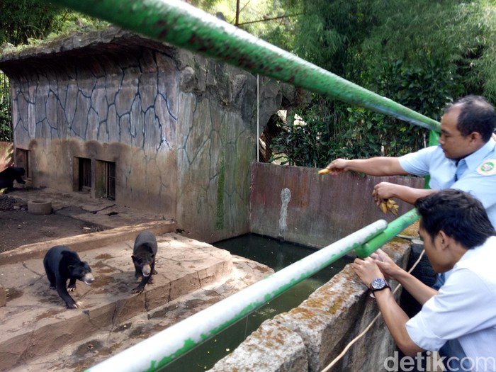 BKSDA soal Beruang Kurus di Bandung: Sudah Terdeteksi Sejak Mei Lalu