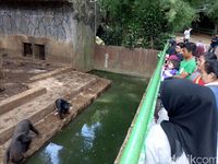 Pengunjung Masih Lempari Makanan ke Beruang Kurus Bonbin Bandung