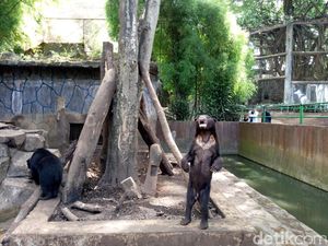 Cerita Donasi Beruang Kardit di Amerika yang Disoal Bunbin Bandung