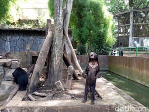 Perhimpunan Bonbin: Beruang Sesekali Makan Kotoran Sendiri itu Normal