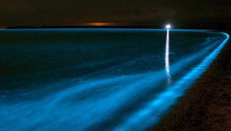 Pantai dan Laut Bercahaya Cahaya di air oleh aktivitas plankton
