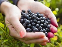 Video: Buah Istimewa Khas Amazon Brasil, Emas Hitam Acai