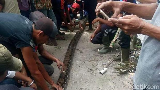 Warga Inhu Tangkap Ular Piton 6 Meter di Perkebunan Sawit