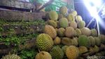 Asyiknya Berburu Durian Malam-Malam di Pekanbaru