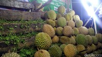 Durian-durian yang menggiurkan ini didatangkan dari daerah Payakumbuh, Sumbar. Musim durian lokal Pekanbaru sendiri sudah lewat, yaitu pada sekitar bulan Oktober dan November (Wahyu/detikTravel)