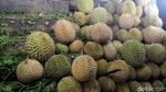 Asyiknya Berburu Durian Malam-Malam di Pekanbaru