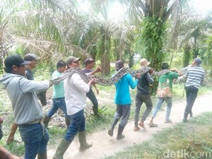 Warga Mamuju: Ular Piton yang Telan Akbar Panjangnya 7 Meter