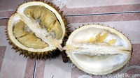 Makan durian yang rasanya lezat ini kamu tidak akan cukup dengan satu buah saja. Pasti ingin nambah lagi-dan lagi. Bikin ketagihan! (Wahyu/detikTravel)