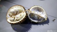 Setelah dibelah, durian ini tentu saja tampak sangat menggoda. Ternyata pilihan si abang pedagang tidak salah, durian yang dia pilihkan rasanya sangat legit dan manis. Mantap! (Wahyu/detikTravel)