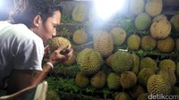 Kalau kamu tidak bisa memilih durian yang enak, kamu bisa meminta tolong kepada si abang penjualnya. Hanya dengan sedikit mengendus-ngedus bau si durian, dia bisa tahu kalau durian ini telah masak dan enak untuk dimakan (Wahyu/detikTravel)