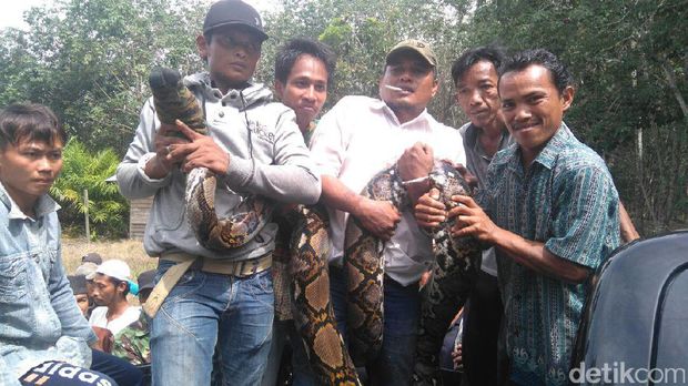 Warga di Inhu menangkap piton di kebun sawit.