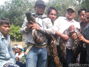 Belajar dari Tragedi di Mamuju, Begini Tips Hadapi Ular Piton