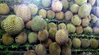 Di lapak pedagang durian ini kamu bisa menemukan durian dengan berbagai macam ukuran yang baunya sangat menggoda. Ukuran besar dan kecil durian akan sangat menentukan harga yang ditawarkan oleh pedagang (Wahyu/detikTravel)