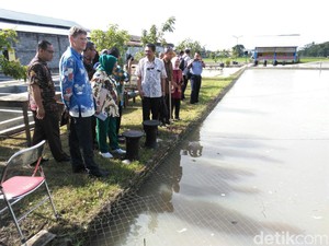 Mengenal Teknik Minapadi, Inovasi Sukses Pertanian Tradisional