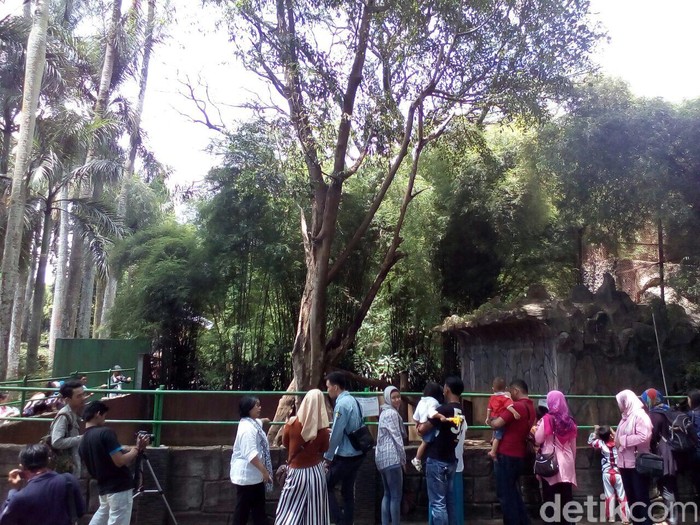 Bonbin Bandung Ramai Akhir Pekan ini, Beruang Kurus Jadi Perhatian