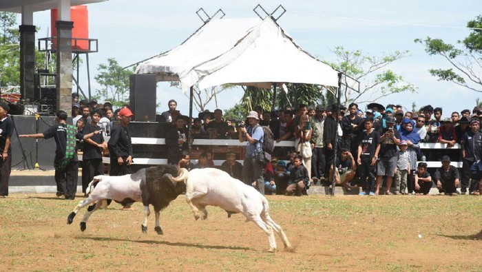 Pemkab Purwakarta Bangun Stadion Ketangkasan Hewan Rp 10 M