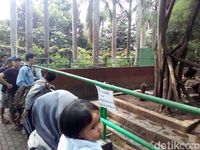 Bonbin Bandung Ramai Akhir Pekan ini, Beruang Kurus Jadi Perhatian