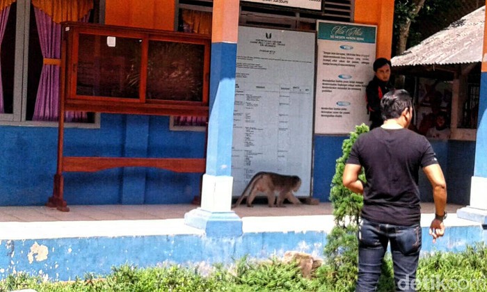 Monyet Liar Serang SD di Sukabumi, Kepsek dan Pemotor Terluka