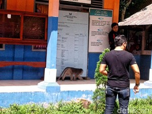 Monyet Liar Serang SD di Sukabumi, Kepsek dan Pemotor Terluka