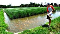 Mengenal Teknik Minapadi, Inovasi Sukses Pertanian Tradisional