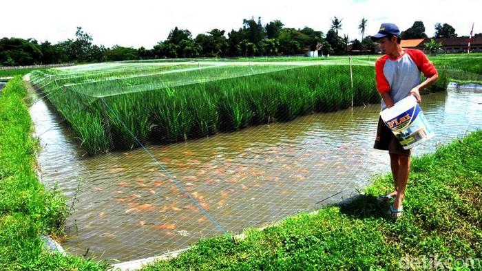 Teknik bertani minapadi, teknik pertanian budi daya padi dan ikan