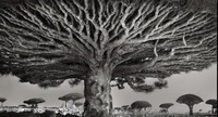 Pohon Dragon Blood di Socotra, Yaman (Beth Moon)
