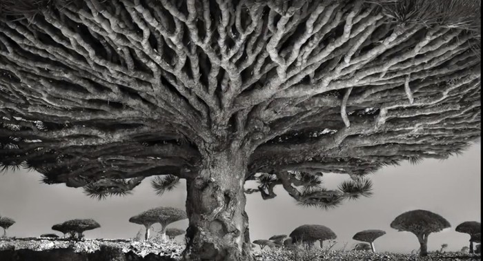 Kisah Fotografer Bertualang Memotret Pohon-pohon Tertua di Dunia