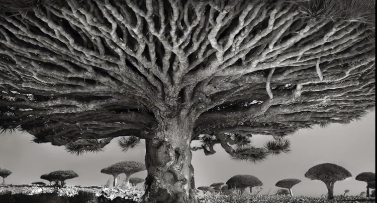 Pohon Dragon Blood di Socotra, Yaman (Beth Moon)