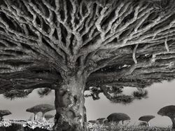 Socotra Tempat Sembunyi Dajjal Punya Pohon dan Alam yang Unik