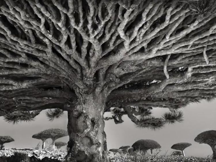 Penampakan Socotra, Pulau Alien yang Terasing di Muka Bumi