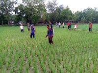 Kemtan Gerak Cepat Atasi Hama Wereng di Bojonegoro