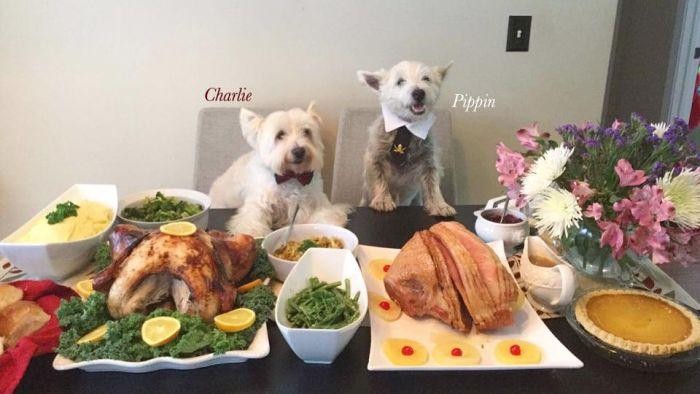 Rumah Baru Anjing Liar Indonesia di Luar Negeri