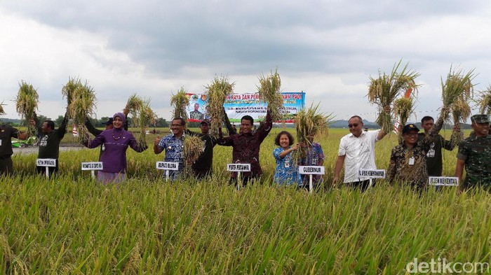 Agar RI Tak Impor, Mentan Kejar Target Produksi Gabah 78 Juta Ton