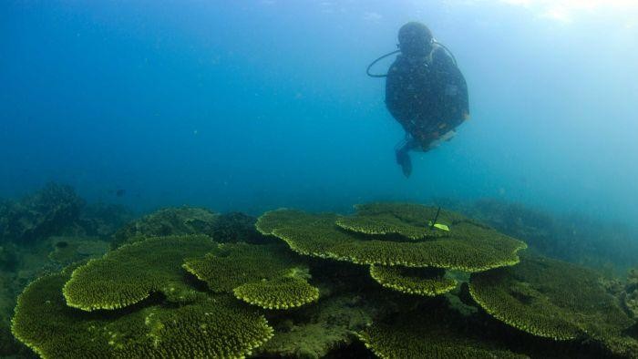 Terumbu Karang di Sekitar Singapura Bernilai Konservasi