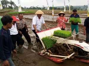 Tingkatkan Produksi Padi, Petani Semarang Manfaatkan Sistem Jarwo